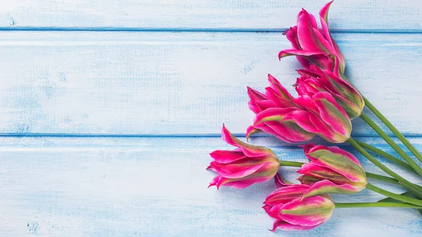 Achtergrond met roze tulpen bloemen — Stockfoto