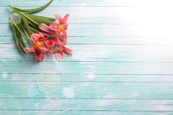 Fondo con tulipanes frescos — Foto de Stock