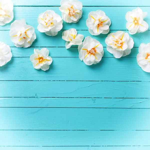 Narcisser blommor på grön bakgrund — Stockfoto