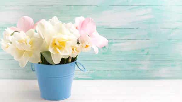Tło z świeże kwiaty narcyzów i tulipan — Zdjęcie stockowe
