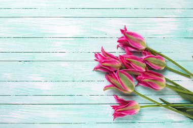 Arka plan ile parlak Pembe Lale çiçek