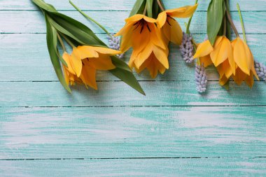 Arka plan ile taze laleler, muscaries 