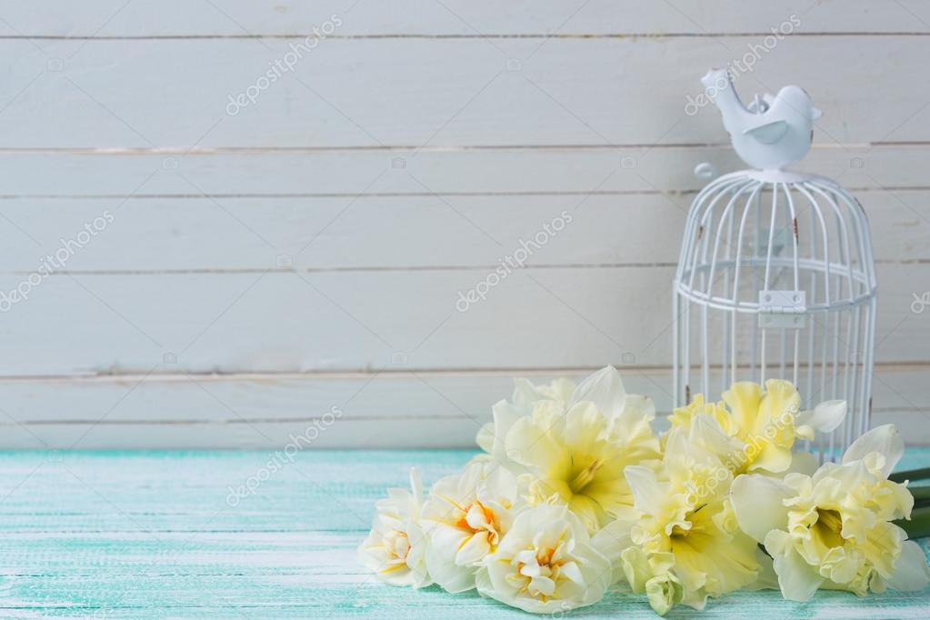 Arrière Plan Des Jonquilles Fraîches Et Cage à Oiseaux