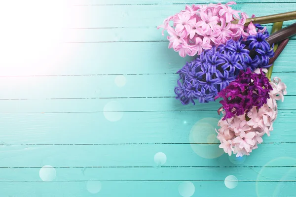 Fondo con fiori freschi giacinti — Foto Stock