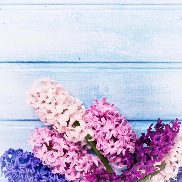 Hyazinthen mit frischen Blumen — Stockfoto