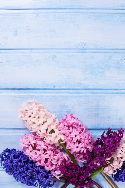 Flores frescas jacintos — Fotografia de Stock