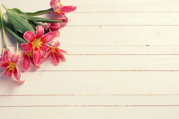 Frische Frühling gelb rote Tulpen — Stockfoto