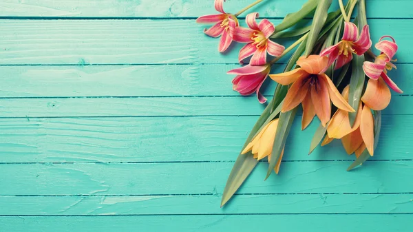 Background with fresh tulips — Stock Photo, Image