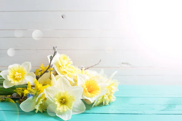 Fleurs narcisses jaunes printanières fraîches — Photo