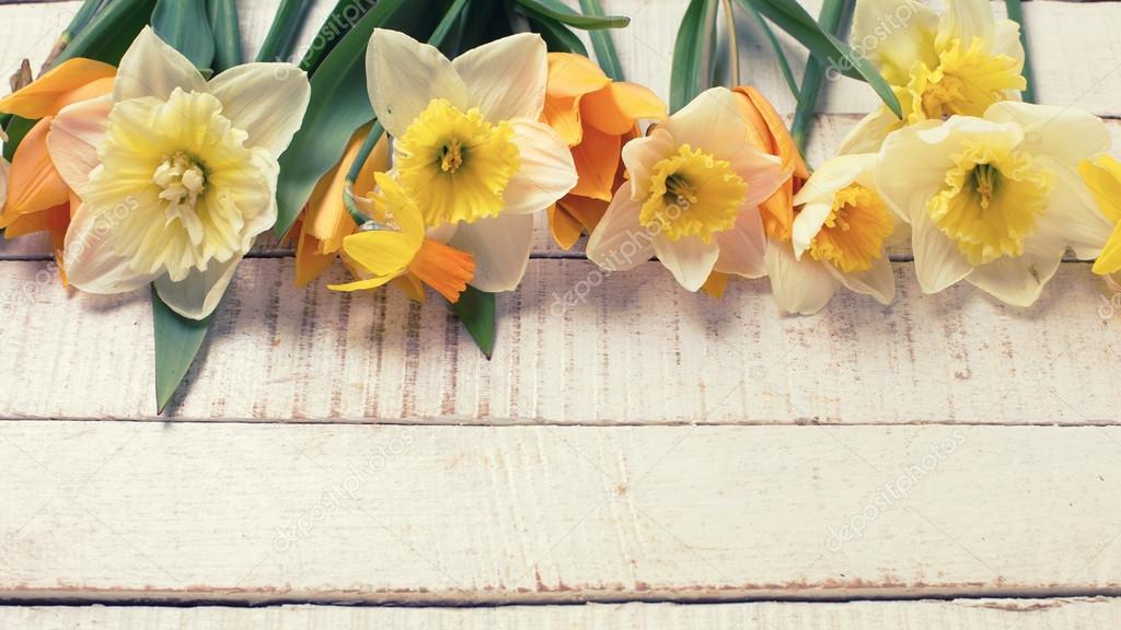 Background with fresh tulips and narcissus