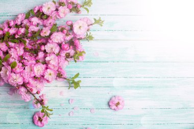 parlak pembe çiçekler