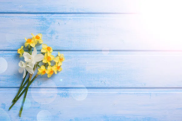 Bakgrund med färska narcissus — Stockfoto