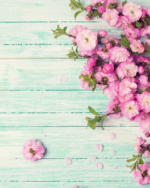 鲜艳的粉红色花朵 — 图库照片