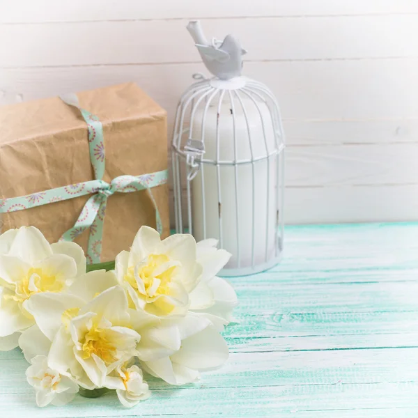 Flores de narciso fresco y regalo —  Fotos de Stock