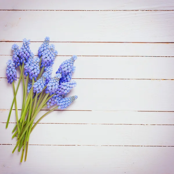 Färska muscaris blommor — Stockfoto