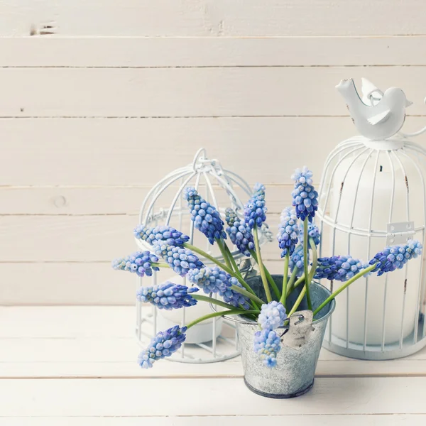 Spring blue muscaris flowers — Stock Photo, Image