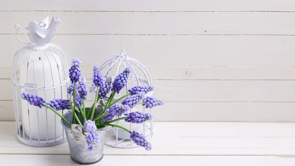 Flores de muscaris azul primavera — Foto de Stock