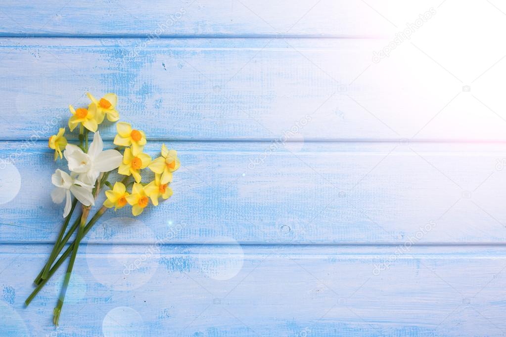 daffodil