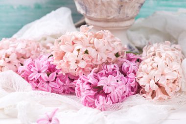 Arka plan ile taze pembe sümbül