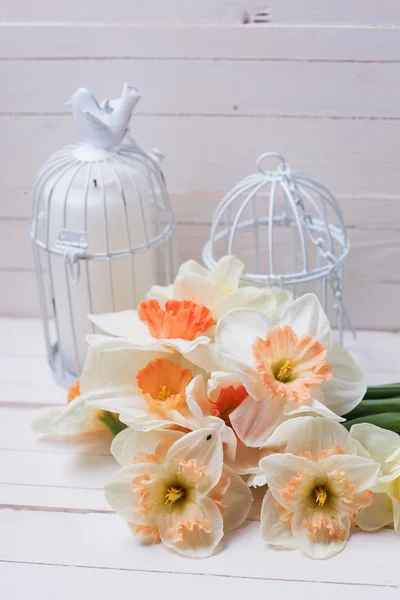 Daffodils and candles in cages — Stock Photo, Image