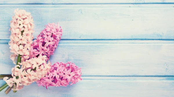 柔らかいピンクのヒヤシンス — ストック写真