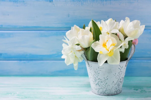 Narciso y tulipanes en cubo — Foto de Stock