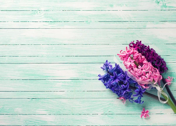 Verse bloemen hyacynths — Stockfoto