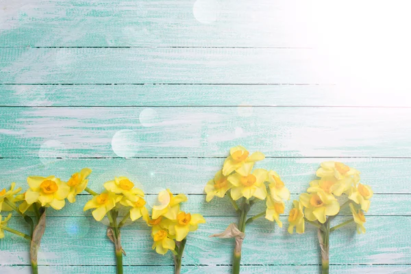 Border of yellow daffodils — Stock Photo, Image