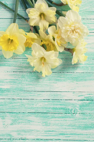 Ανοιξιάτικα daffodils — Φωτογραφία Αρχείου