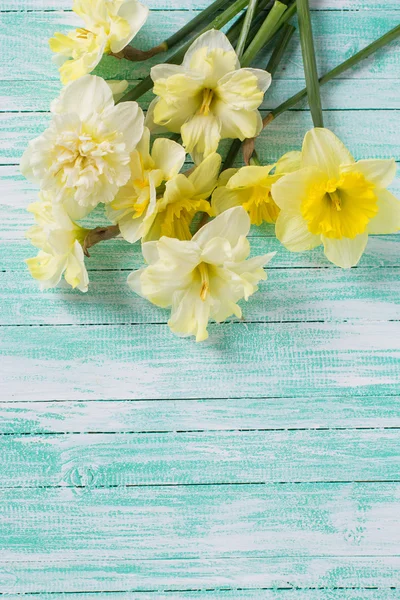 Färsk våren påskliljor — Stockfoto