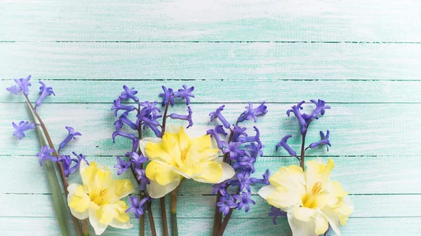 신선한 노랑, 파랑 꽃 — 스톡 사진