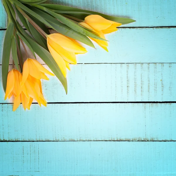 Spring bright tulip flowers — Stock Photo, Image