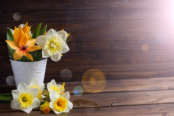 Spring yellow narcissus  flowers — Stock Photo, Image