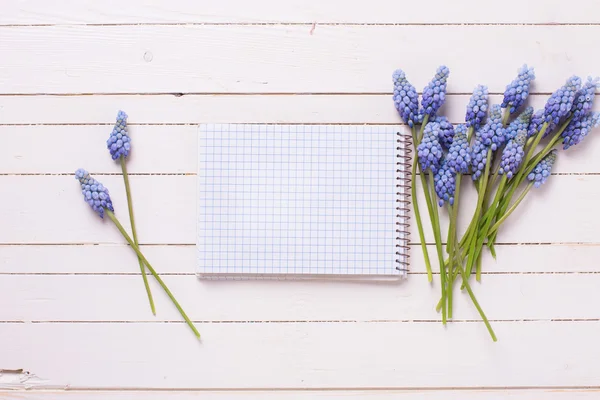 Bahar mavi muscaries — Stok fotoğraf