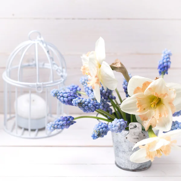 Jarní modrý muscaries — Stock fotografie