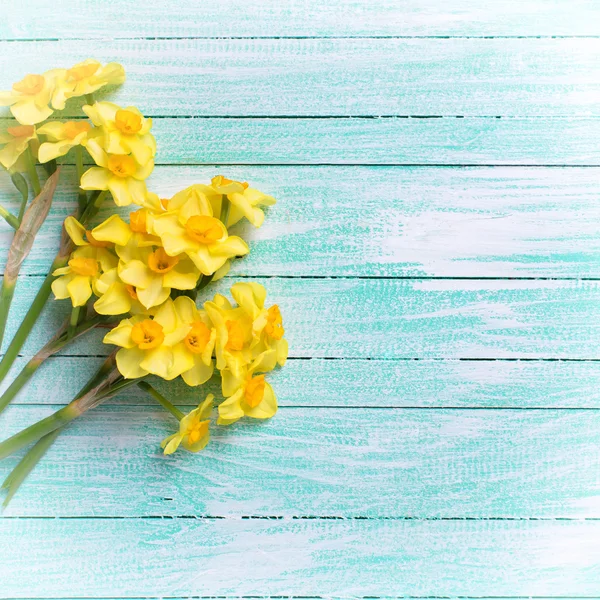 Background with fresh narcissus — Stock Photo, Image