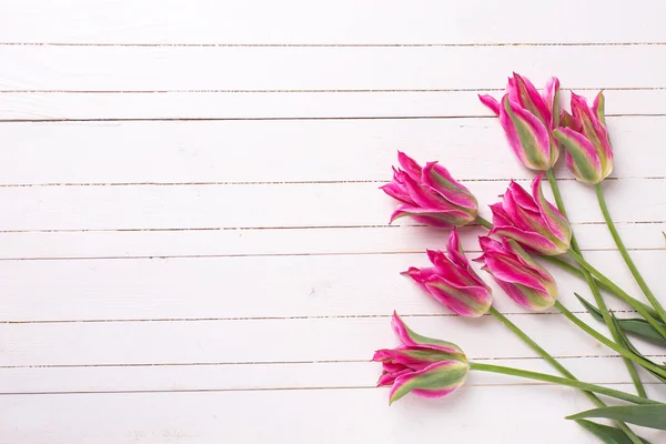 Tulipanes rosa primavera — Foto de Stock