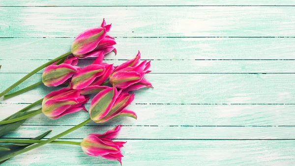 Hermosos tulipanes rosados — Foto de Stock