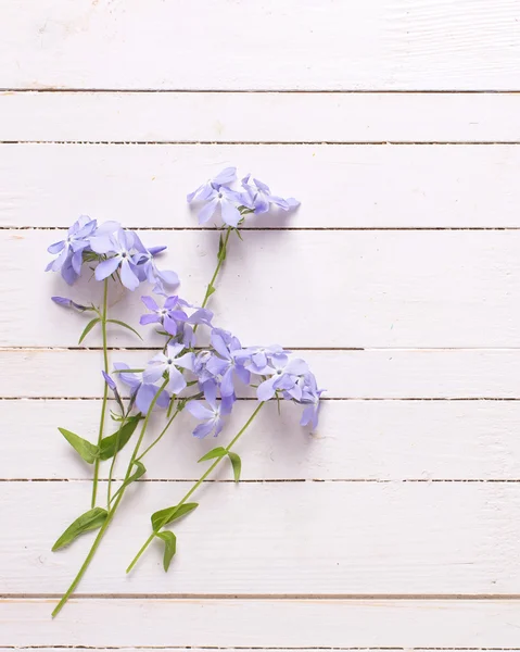 Blauwe bloemen op hout — Stockfoto