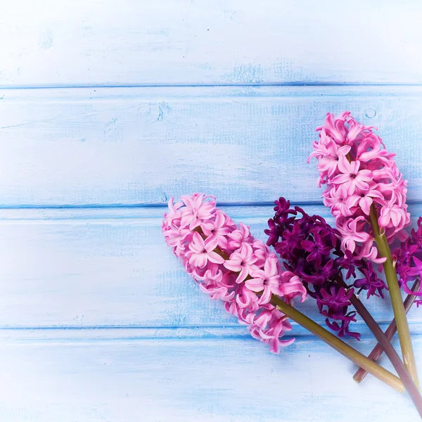 Hyazinthen mit frischen Blumen — Stockfoto