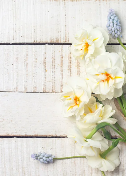 White daffodils and blue muscaries — Stock Photo, Image
