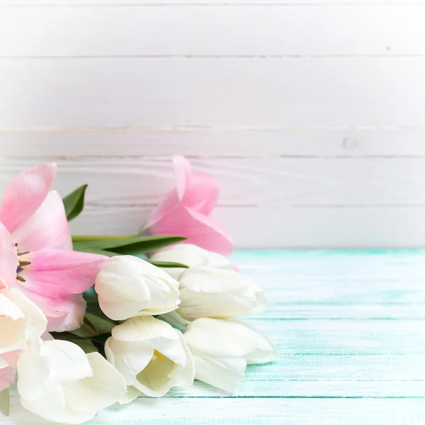 Vitt och rosa blommor tulpaner — Stockfoto