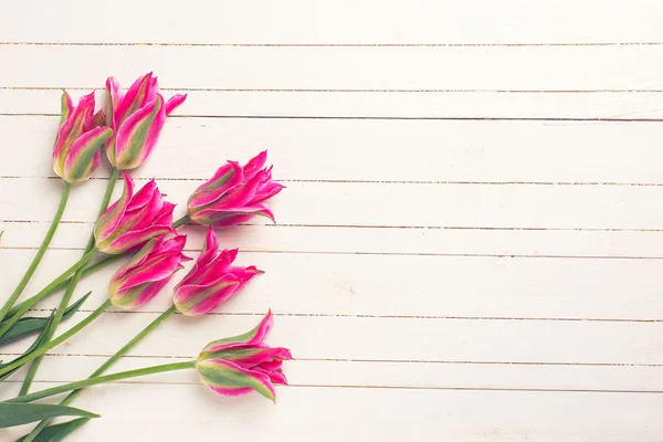 Frühling rosa Tulpen — Stockfoto