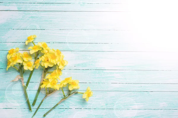 Background with fresh narcissus — Stock Photo, Image