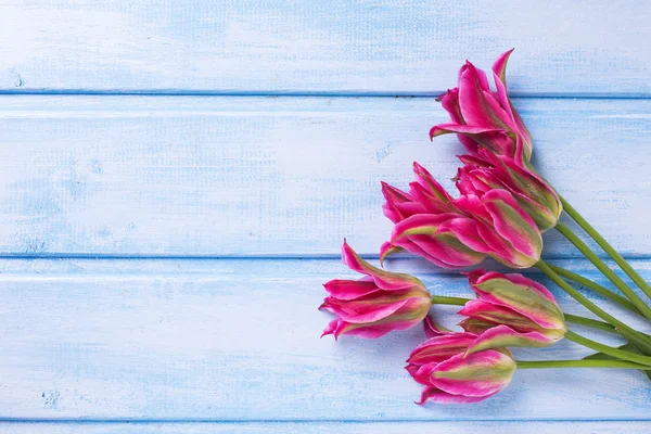 Jarní růžové tulipány — Stock fotografie