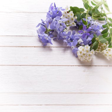 Arka plan mavi ve beyaz çiçekli