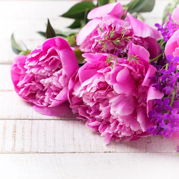 Fresh pink peonies — Stock Photo, Image