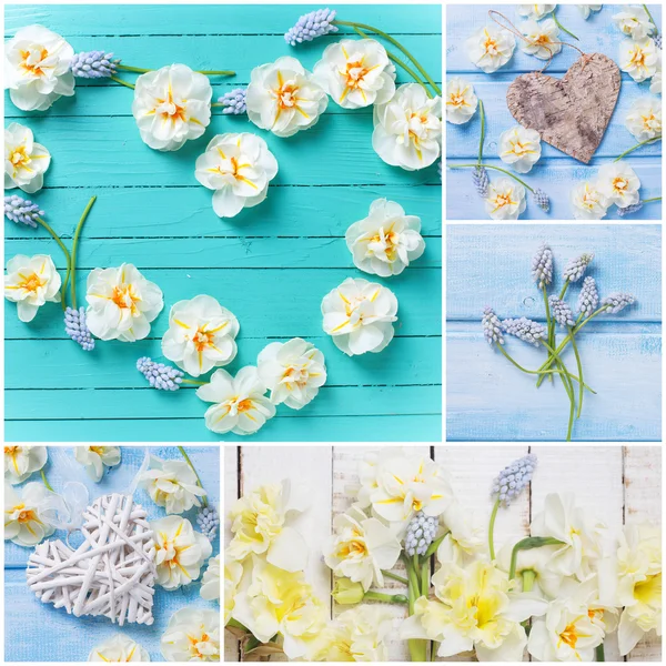 Koláž s květy, Narcis — Stock fotografie