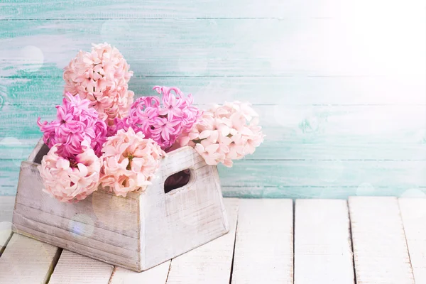 Blush pink hyacinths — Stock Photo, Image