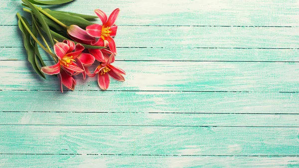 Fiori di tulipani freschi — Foto Stock